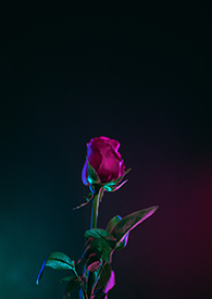 ֻ��Ϊ�㳪���